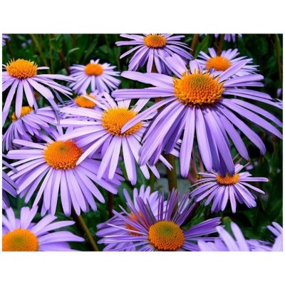 Vikpap 40 x 30 cm Fialové astry – Zbozi.Blesk.cz