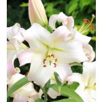 Lilie Pretty Woman - Lilium - cibule lilie - 1 ks – Hledejceny.cz