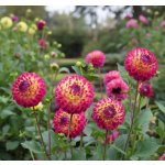 Jiřina 'Hapet Daydream' 1 ks – Zboží Dáma