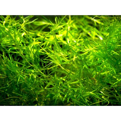 Najas guadalupensis Řečanka guadalupská 7 cm – Hledejceny.cz