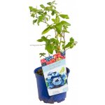 Kanadská borůvka, Vaccinium corymbosum Brigitta Blue, velikost kontejneru 2 l