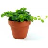 Květina Gardners Peperomia rotundifolia, průměr 6 cm Peperomie, Pepřinec