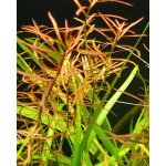 Ludwigia arcuata - Zakulacenka obloukovitá – Zbozi.Blesk.cz