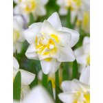 Narcis 'White lion' 5 ks – Zboží Mobilmania
