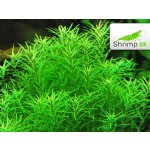 Rotala nanjenshan – Zboží Dáma