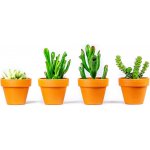 Gardners Crassula mix, průměr 6 cm Krasule, Tlustice, Strom života – Zboží Mobilmania