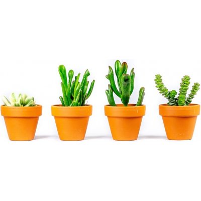 Gardners Crassula mix, průměr 6 cm Krasule, Tlustice, Strom života – Zboží Mobilmania