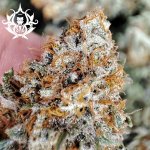 Buddha Seeds Kraken semena neobsahují THC 3 ks – Hledejceny.cz