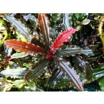 Bucephalandra sp biblis Red – Zboží Dáma