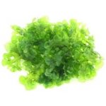 Lomariopsis lineata – Zboží Dáma