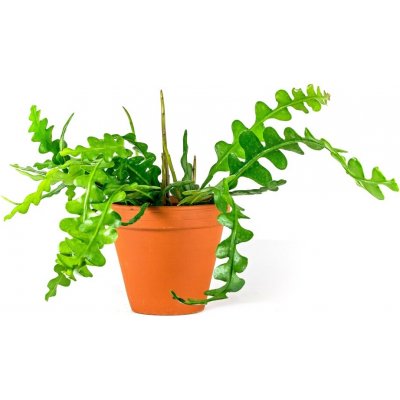 Gardners Epiphyllum anguliger, průměr 9 cm Epifylum, fylokaktus, listokvět – Hledejceny.cz