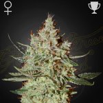Green House Seeds GH Cheese semena neobsahují THC 1 ks – Zboží Dáma