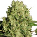 Serious Seeds White Russian regular semena neobsahují THC 11 ks – Zboží Mobilmania