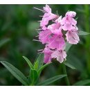 Yzop lékařský růžový - Hyssopus officinalis - semena yzopu - 0,1 gr