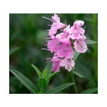 Yzop lékařský růžový - Hyssopus officinalis - semena yzopu - 0,1 gr