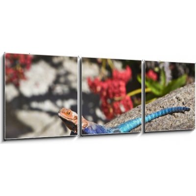 Obraz 3D třídílný - 150 x 50 cm - Red-headed Rock Agama on rock Červené – Hledejceny.cz