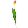 Květina Harasim Tulipán lososový 46 cm poupě