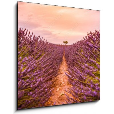 Obraz 1D - 50 x 50 cm - Dramatic sunset landscape. Tree in lavender field at sunset in Provence, France – Zbozi.Blesk.cz