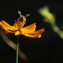 Semínka – nízká květinová včelí louka, 20 g