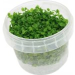 Micranthemum micranthemoides – Zboží Mobilmania