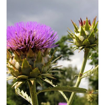 Artyčok kardový Cynara cardunculus semena 10 ks – Zbozi.Blesk.cz