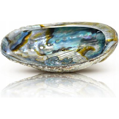 Přírodní podstavec pod kadidlo na šperky KRÁSNÁ mušle Abalone 14-15 – Zboží Dáma