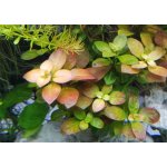 Ludwigia ovalis 7 cm – Zboží Mobilmania