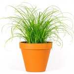 Gardners Cyperus Zumula, průměr 12 cm Šáchor, kočičí tráva – Zboží Mobilmania