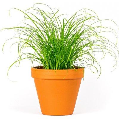 Gardners Cyperus Zumula, průměr 12 cm Šáchor, kočičí tráva – Zboží Mobilmania