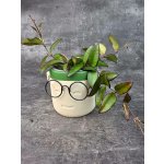 Hoya Rosita 9 cm (Voskovka s načervenalými listy) – Sleviste.cz