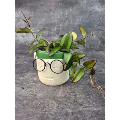 Hoya Rosita 9 cm (Voskovka s načervenalými listy) – Sleviste.cz