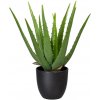 Květina Aloe v květináči, 33cm