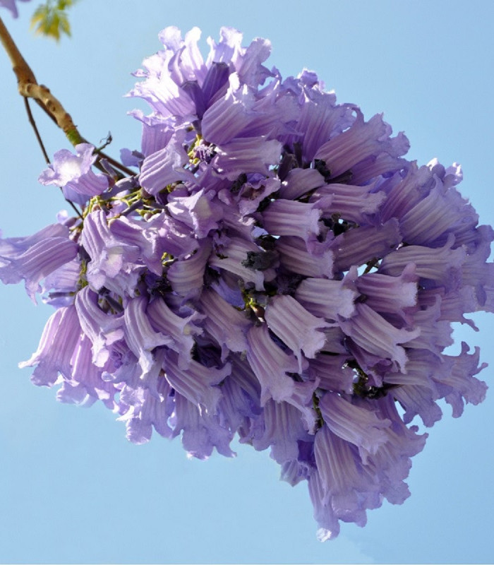 Žakaranda mimózolistá - Jacaranda mimosifolia - semena - 6 ks