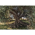 Komar 8-531 Fototapeta olivový strom 8 dílná Olive Tree rozměry 368 x 254 cm – Hledejceny.cz