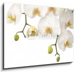 Obraz 1D - 100 x 70 cm - White orchid Bílá orchidej – Hledejceny.cz