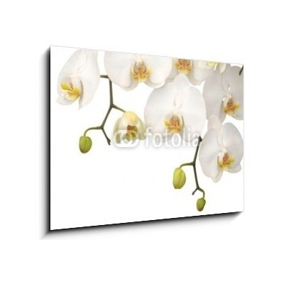 Obraz 1D - 100 x 70 cm - White orchid Bílá orchidej – Hledejceny.cz