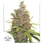 Dutch Passion AUTO Glueberry O.G. semena neobsahují THC 3 ks – Sleviste.cz