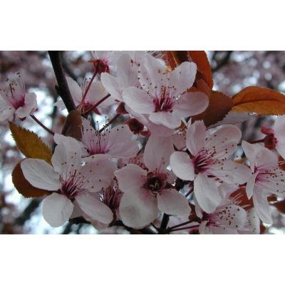 Prunus cerasifera Nigra - Třešeň červenolistá – Hledejceny.cz