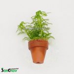 Hottonia inflata - Žebratka zploštělá – Zboží Dáma