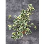 Ficus triangularis Sweet 14 cm – Hledejceny.cz