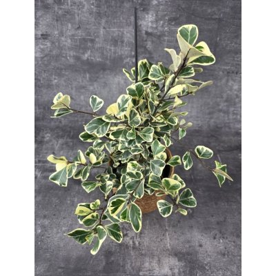 Ficus triangularis Sweet 14 cm – Hledejceny.cz