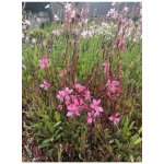 Gaura lindheimeri TUTTI FRUTTI - svíčkovec – Sleviste.cz