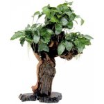 Dennerle Bonsai M s Anubias nana 20 x 10 x 30 cm – Zboží Mobilmania