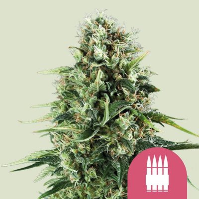 Royal Queen Seeds Royal AK semena neobsahují THC 3 ks – Zboží Dáma