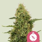 Royal Queen Seeds Northern Light semena neobsahují THC 5 ks – Zboží Mobilmania