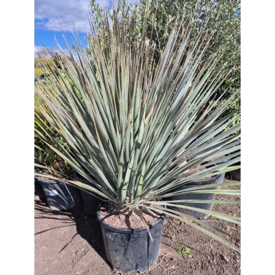 Dasylirion serratifolium – Hledejceny.cz