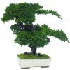 Květina Procumbens bonsai 50 cm