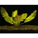 Echinodorus ocelot green - Šípatkovec ocelot green – Zboží Dáma