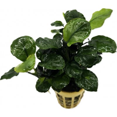 Anubias barteri Golden coin leaf – Sleviste.cz