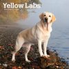Kalendář Labrador Retrievers Yellow Square 2024